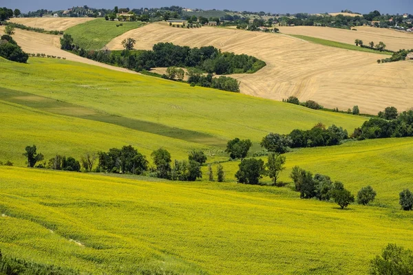 Krajobraz lato w Marche (Włochy) w pobliżu Belvedere Ostrense — Zdjęcie stockowe