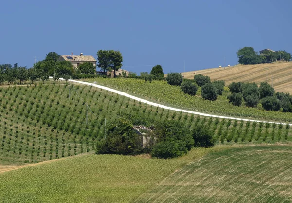 Καλοκαιρινό τοπίο σε πορείες (Ιταλία) κοντά στο Montecassiano — Φωτογραφία Αρχείου