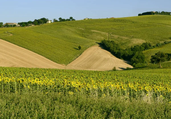 Καλοκαιρινό τοπίο σε πορείες (Ιταλία) κοντά στο Filottrano — Φωτογραφία Αρχείου