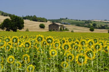 Yürüyüşleri (İtalya) Montecassiano yakınındaki yaz peyzaj