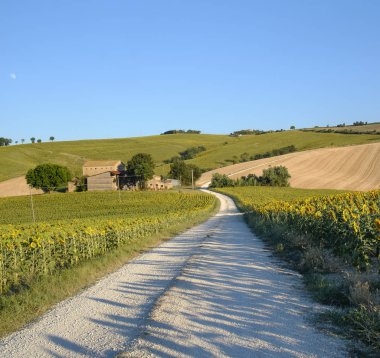 Yürüyüşleri (İtalya) Filottrano yakınındaki yaz peyzaj