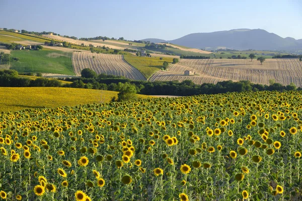 Filottrano 近くの行進 (イタリア) での夏の風景 — ストック写真