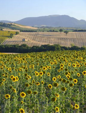 Yürüyüşleri (İtalya) Filottrano yakınındaki yaz peyzaj