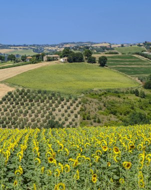 Yürüyüşleri (İtalya) Belvedere Ostrense yakınındaki yaz peyzaj
