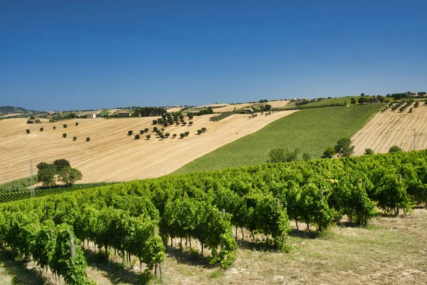 Zomer landschap in Marches (Italië) in de buurt van Montefano — Stockfoto