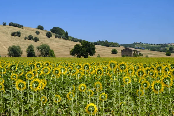 Sommerlandschaft in Märschen (Italien) bei Montecassiano — Stockfoto
