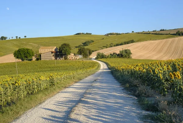 Paesaggio estivo nelle Marche (Italia) vicino a Filottrano — Foto Stock