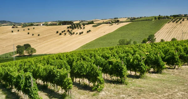 Paisaje de verano en Marches (Italia) cerca de Montefano —  Fotos de Stock