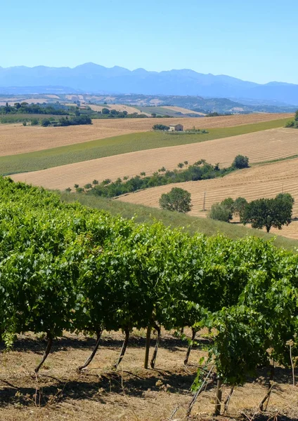 Paesaggio estivo nelle Marche (Italia) vicino Appignano — Foto Stock