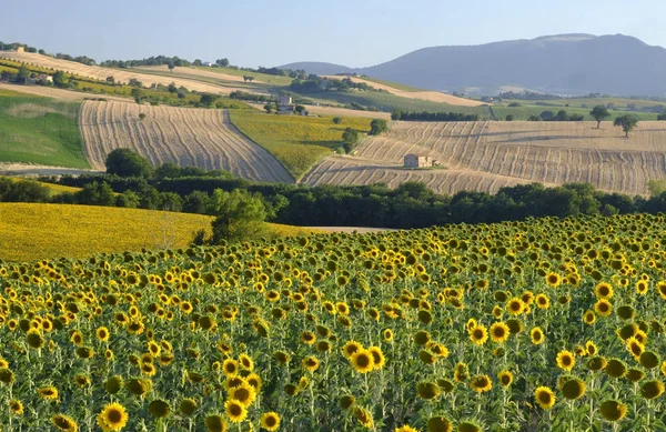 Filottrano 近くの行進 (イタリア) での夏の風景 — ストック写真