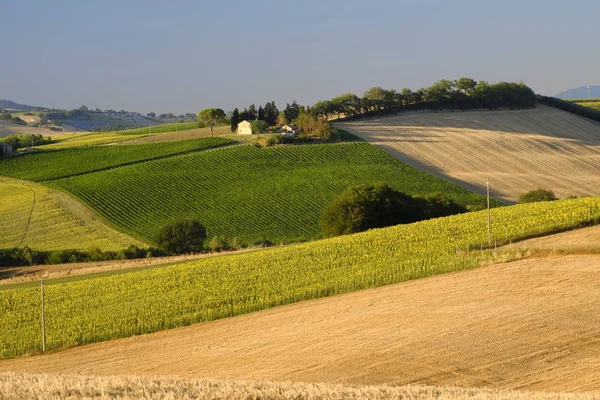 Letní krajina v pochody (Itálie) v blízkosti Filottrano — Stock fotografie