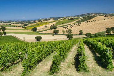 Yürüyüşleri (İtalya) Montefano yakınındaki yaz peyzaj