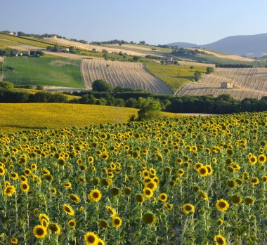 Yürüyüşleri (İtalya) Filottrano yakınındaki yaz peyzaj