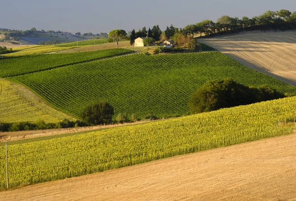 Summer landscape in Marches (Italy) near Filottrano — Stock Photo, Image