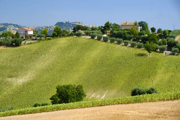 Paisagem de verão perto de Monterubbiano (Fermo, Marchas ) — Fotografia de Stock