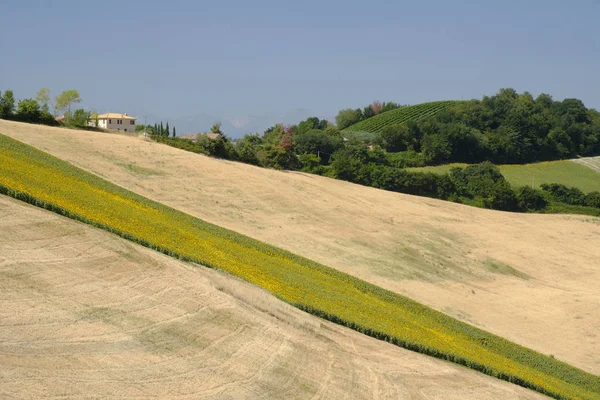 Sommarlandskap nära Monterubbiano (Fermo, marscher) — Stockfoto