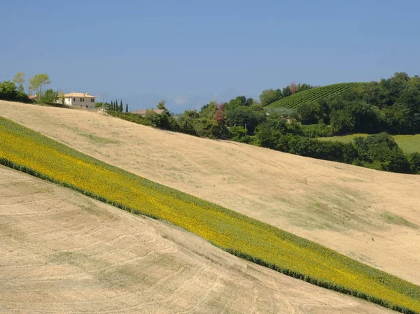 Καλοκαιρινό τοπίο κοντά στο Monterubbiano (Fermo, πορείες) — Φωτογραφία Αρχείου