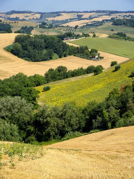 Summer landscape near Monterubbiano (Fermo, Marches) — Stock Photo, Image