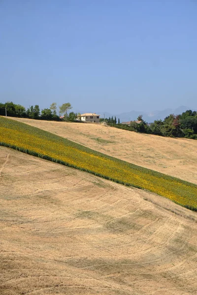 Monterubbiano (フェルモ、行進の近くの夏風景) — ストック写真