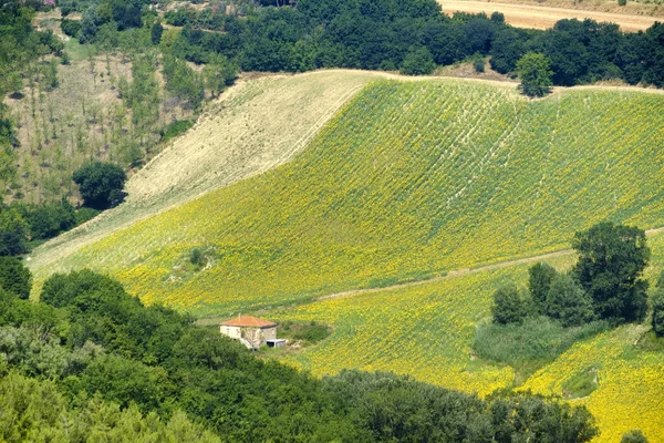 Летний пейзаж рядом с Monterubbiano (Фермо, Марши ) — стоковое фото