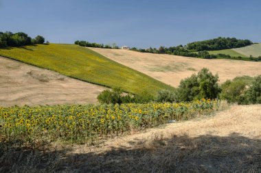 Yaz manzara yakınındaki MONTERUBBIANO (Fermo, marşlar)
