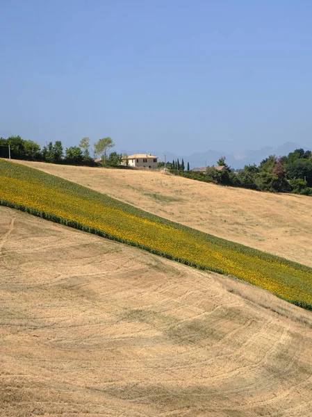 Paisaje de verano cerca de Monterubbiano (Fermo, Marcas ) —  Fotos de Stock