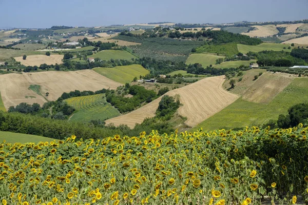 Paesaggio estivo vicino Monterubbiano (Fermo, Marche ) — Foto Stock