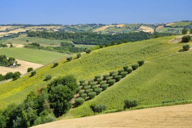 Yaz manzara yakınındaki MONTERUBBIANO (Fermo, marşlar)