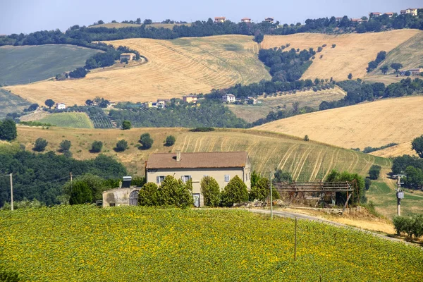 Zomer landschap in de buurt van Monterubbiano (Fermo, Marches) — Stockfoto