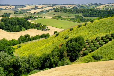 Yaz manzara yakınındaki MONTERUBBIANO (Fermo, marşlar)