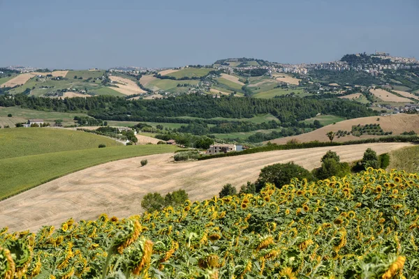 Καλοκαιρινό τοπίο κοντά στο Monterubbiano (Fermo, πορείες) — Φωτογραφία Αρχείου