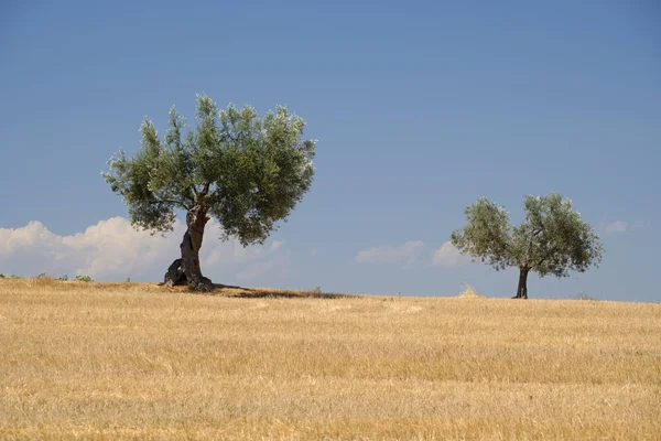 Paysage près de Ascoli Piceno en été — Photo