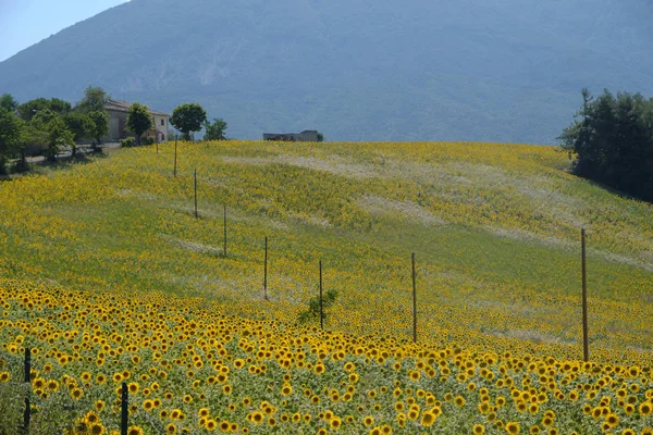 Peisaj lângă Ascoli Piceno pe timp de vară — Fotografie, imagine de stoc