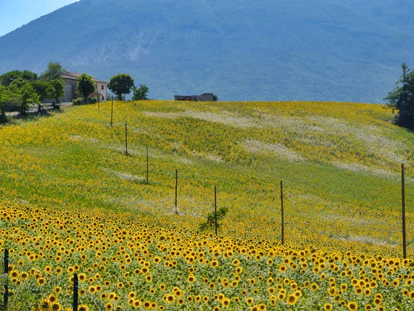 Landscape near Ascoli Piceno at summer — Stock Photo, Image