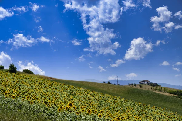 Landschap in de buurt van Ascoli Piceno in de zomer — Stockfoto