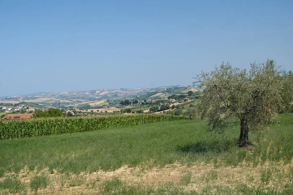 Landschaft bei ascoli piceno im Sommer — Stockfoto