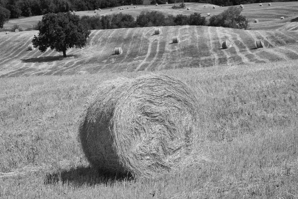 Landscape near Ascoli Piceno at summer — Stock Photo, Image
