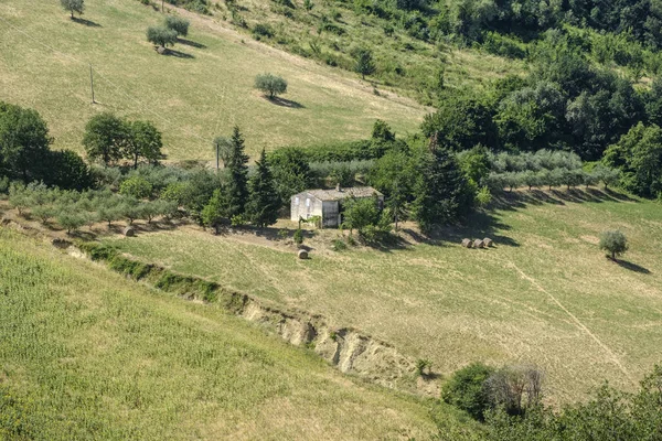Paesaggio estivo vicino Monterubbiano (Fermo, Marche ) — Foto Stock