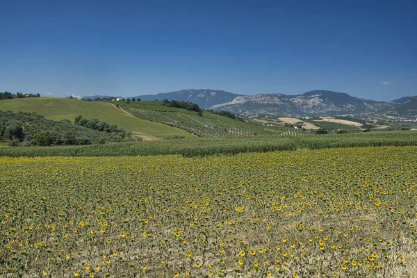 Loreto Aprutino (Abruzzi) yaz manzara