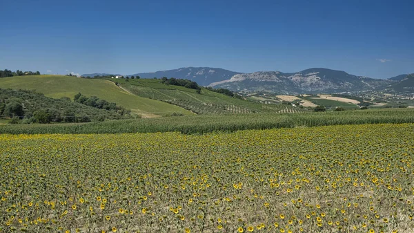 Loreto Aprutino (Abruzzi) yaz manzara