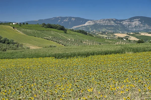 Пейзаж рядом с Лорето Апрутино (Абруцци) летом — стоковое фото