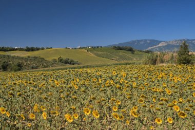 Loreto Aprutino (Abruzzi) yaz manzara