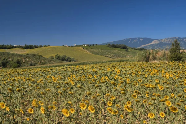 Landschaft in der Nähe von Loreto aprutino (Abruzzen) im Sommer — Stockfoto