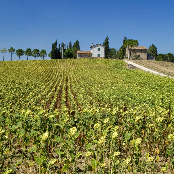 Finca típica en Umbría (Italia) en verano — Foto de Stock