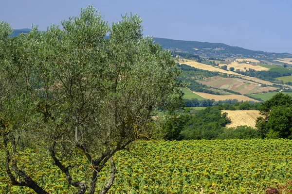 Paesaggio in Umbria vicino a Todi — Foto Stock