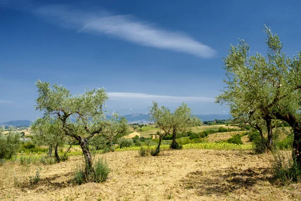 Landscape in Umbria at summer — Stock Photo, Image