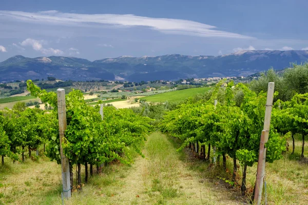 Landschap in Umbrië op zomer — Stockfoto