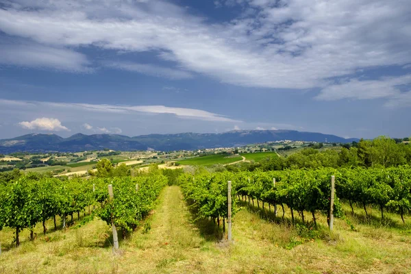 Landschap in Umbrië op zomer — Stockfoto