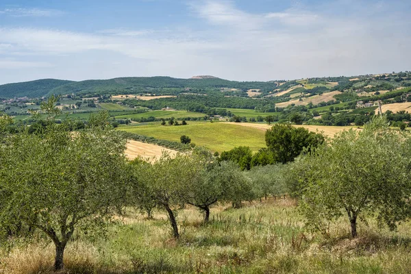 Landscape in Umbria at summer — Stock Photo, Image