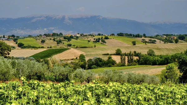 Landschaft in Umbrien im Sommer — Stockfoto